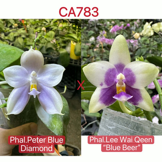 Phalaenopsis (Peter Blue Diamond x Lee Wai Queen)