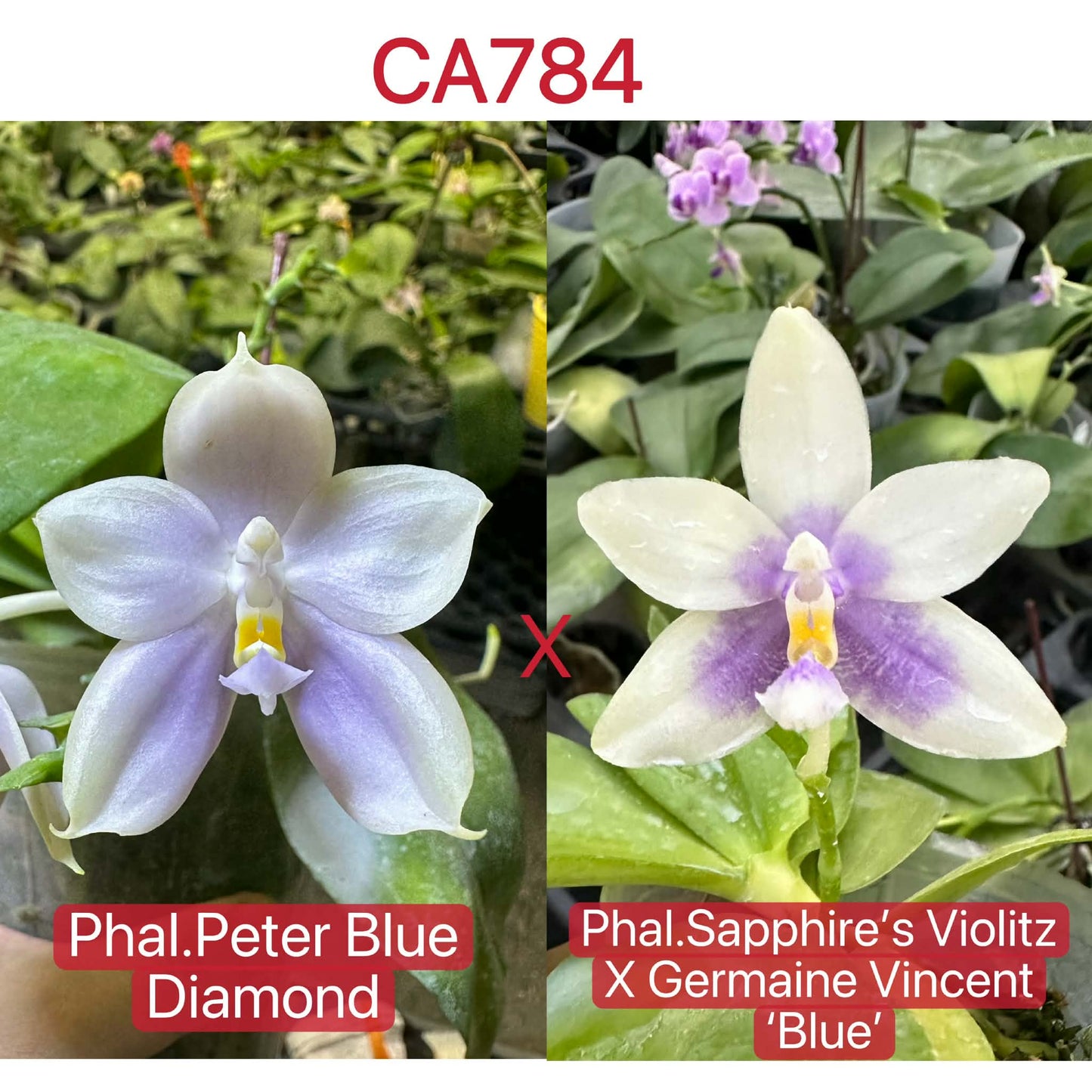 Phalaenopsis (Peter Blue Diamond x (Sapphire’s Violitz x Germaine Vincent))