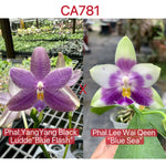 Phalaenopsis (Yang Yang Black Ludde x Lee Wai Queen)