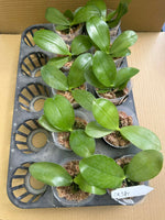 Phalaenopsis (Yang Yang Black Ludde x Lee Wai Queen)