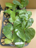 Phalaenopsis ((Peter Blue Diamond x Samera) x Yang Yang Blue Bellina)