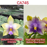 Phalaenopsis ((Peter Blue Diamond x Samera) x Yang Yang Blue Bellina)