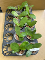 Phalaenopsis (Yang Yang Blue Bellina x Yang Yang Black Ludde)