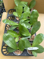 Phalaenopsis (Lucien Purple Lover x Germaine Vincent)
