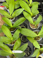 Phalaenopsis (Michaels Blue Rock x Lioulin Blue Jenny)