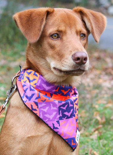 Spooky Bat Squares Dog Bandana