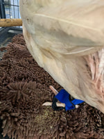 Birdy Bootie (chicken shoes, chicken booties, duck booties and goose shoes)