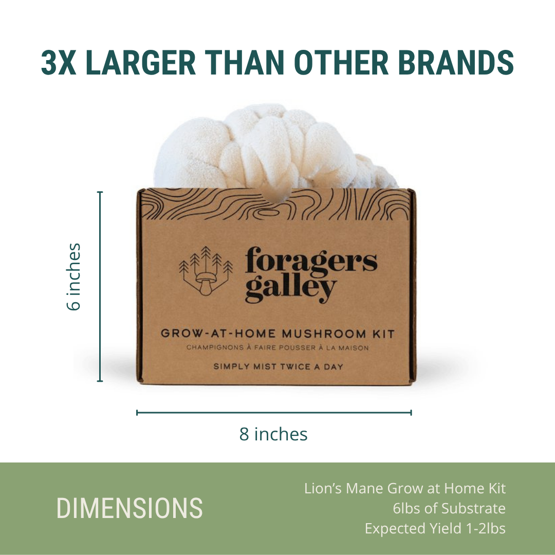 Foragers Galley Grow at Home Mushroom Kit Lion's Mane
