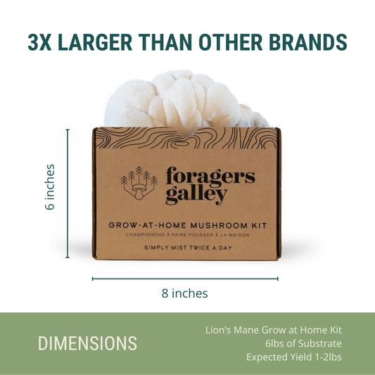 Foragers Galley Grow at Home Mushroom Kit Lion's Mane