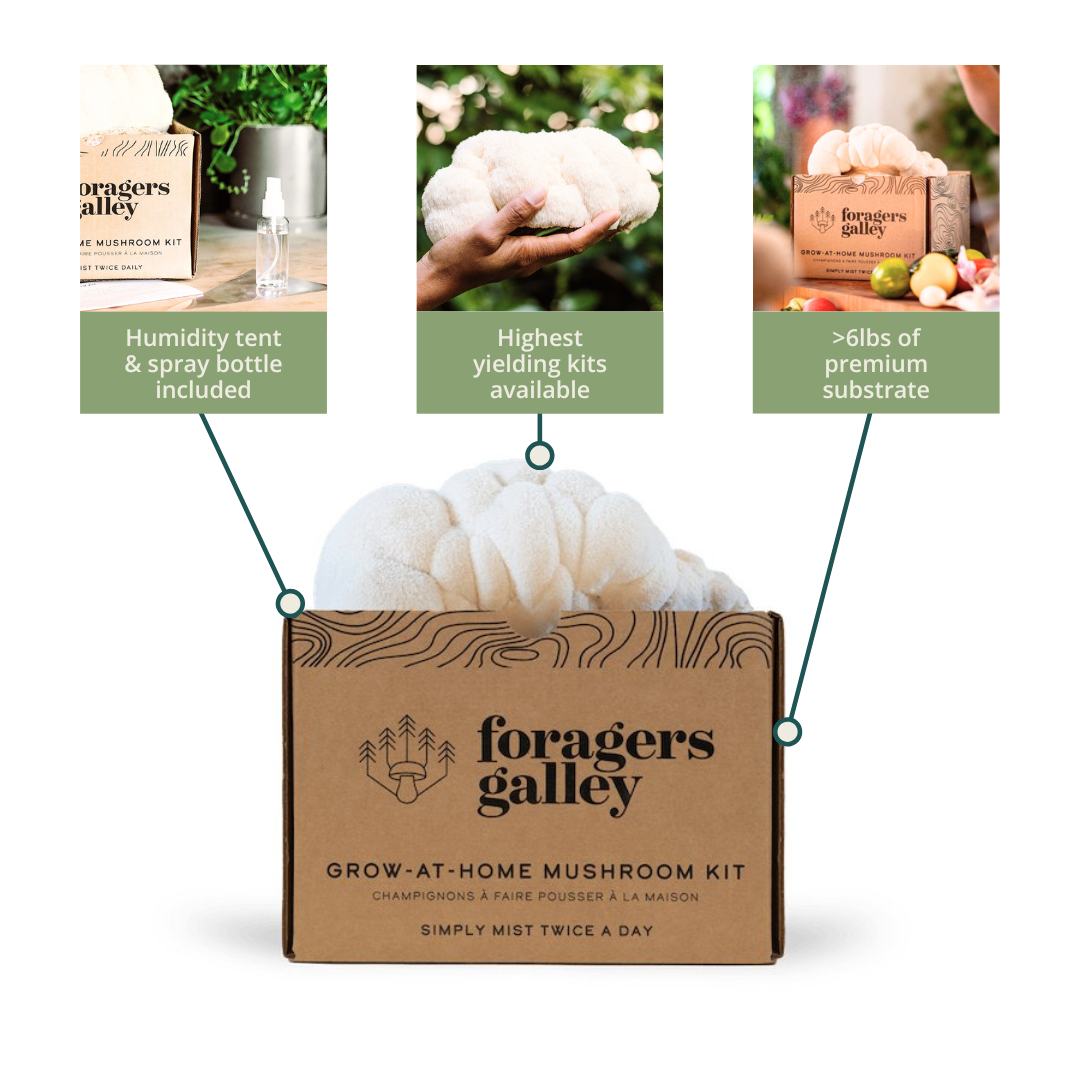 Foragers Galley Grow at Home Mushroom Kit Lion's Mane