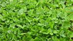 Urban feed & Garden Micro Clover