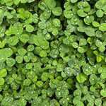 Urban feed & Garden Micro Clover