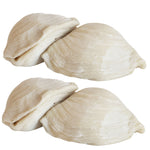 Large Italian Sfogliatelle Take and Bake Pastries