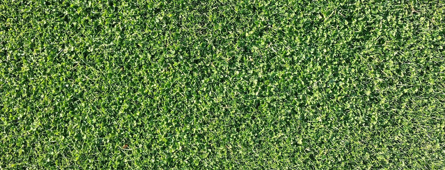 Microclover Natural Alternative Lawn Seed