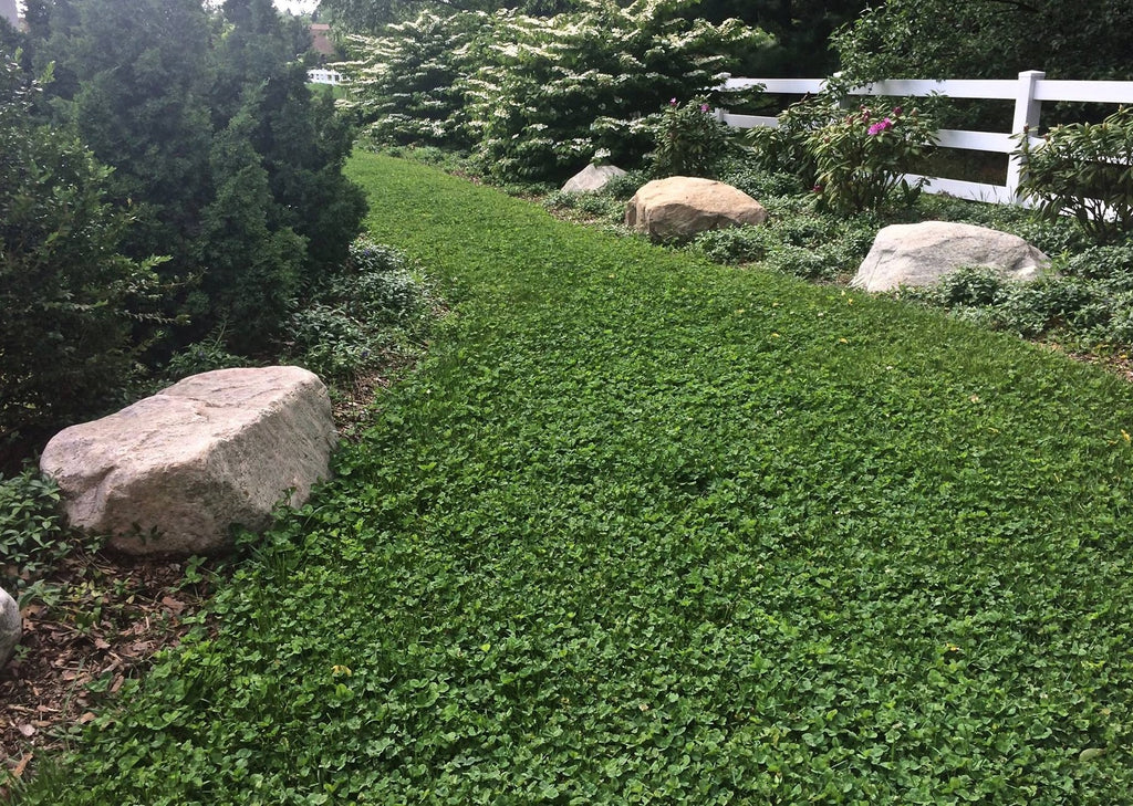 Microclover Natural Alternative Lawn Seed