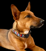 Bigfoot Sasquatch Green Nylon Dog Collar MD, LG, XL, Leash