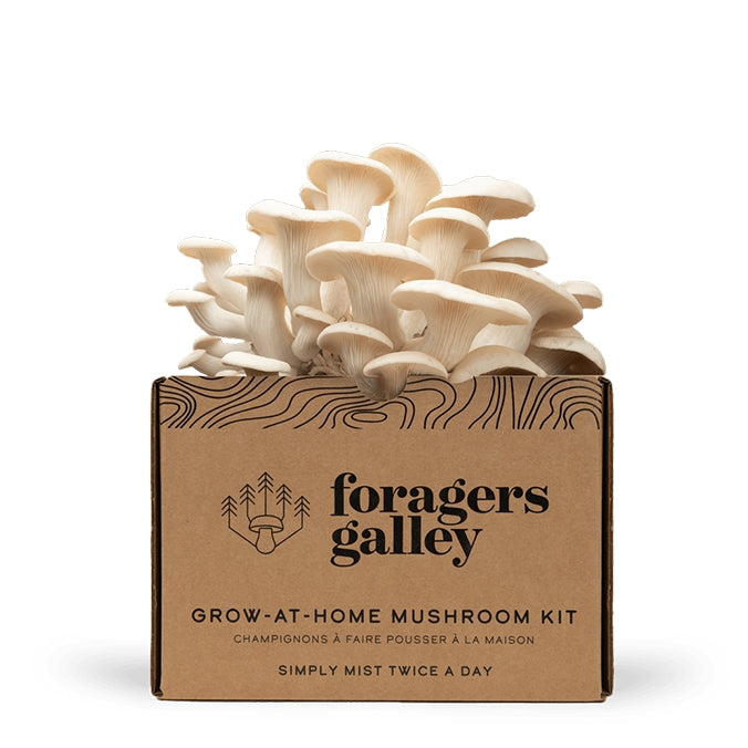 Foragers Galley Grow at Home Mushroom Kit Snow Oyster