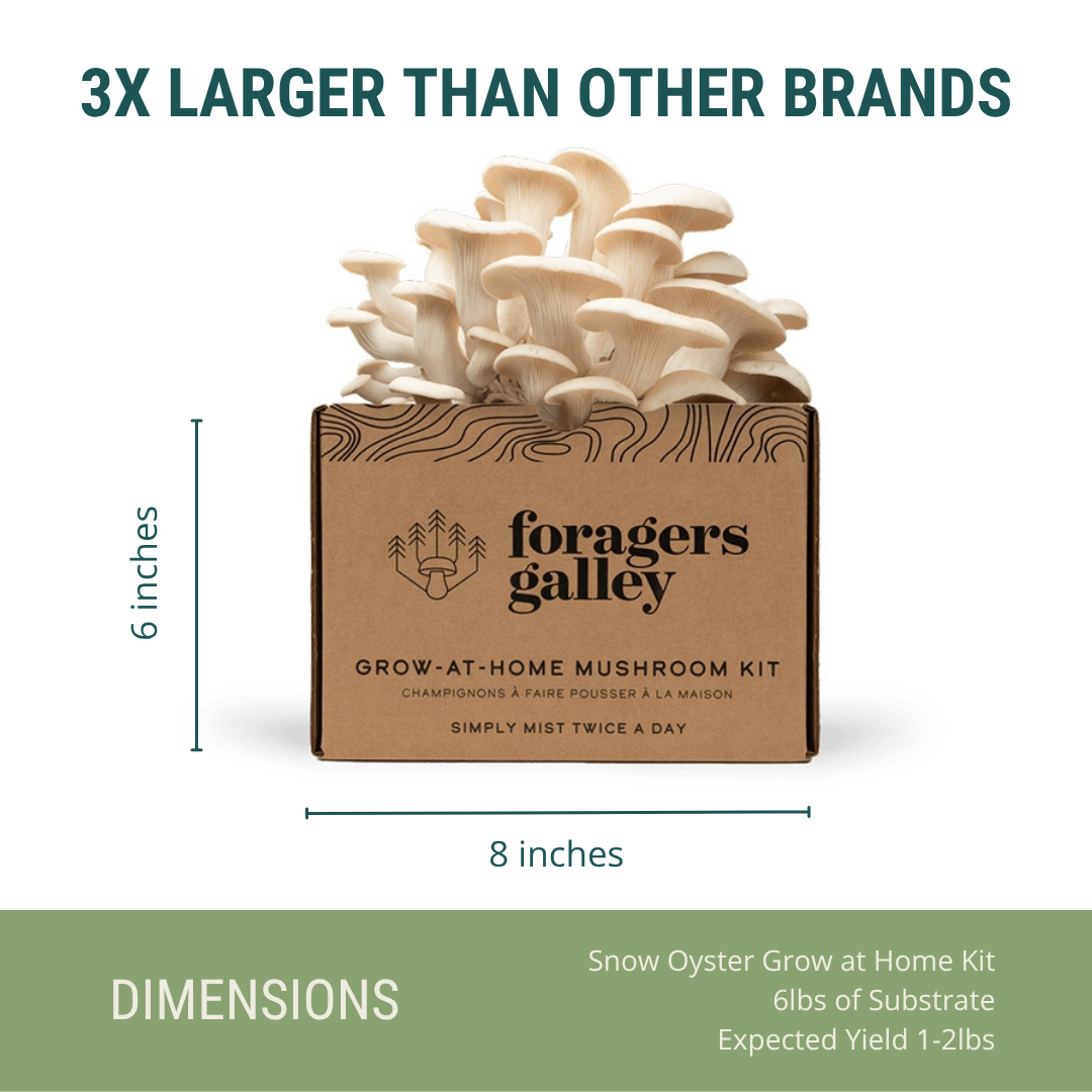 Foragers Galley Grow at Home Mushroom Kit Snow Oyster