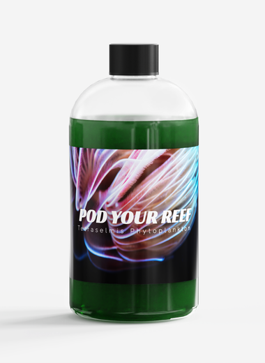 Tetraselmis chui Phytoplankton