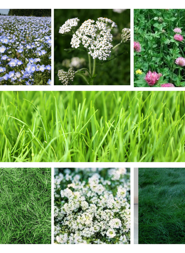 Urban Feed & Garden BeeLawn Meadow Mix – Clover & Low-Mow Lawn Seed (Dutch & Strawberry Clover, Fescues + Blooms) – Drought-Tolerant, Pollinator Friendly – 1 lb (Covers up to 1,000 sq ft)