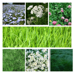 Urban Feed & Garden BeeLawn Meadow Mix – Clover & Low-Mow Lawn Seed (Dutch & Strawberry Clover, Fescues + Blooms) – Drought-Tolerant, Pollinator Friendly – 1 lb (Covers up to 1,000 sq ft)