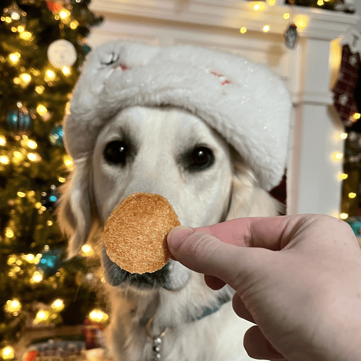 Santa Paws' Best Chipmas Box | Christmas Dog Treat Gift Box