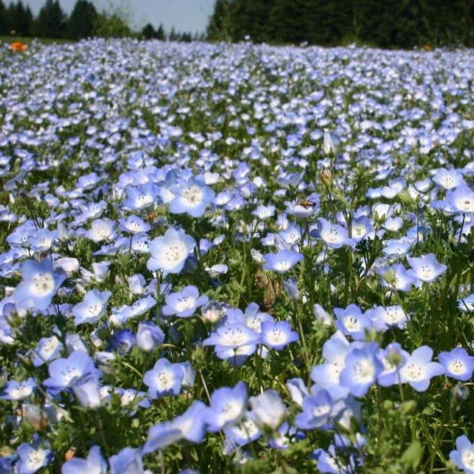 Eco-Lawn Meadow Mix Seed– Low-Mow Flowering Lawn