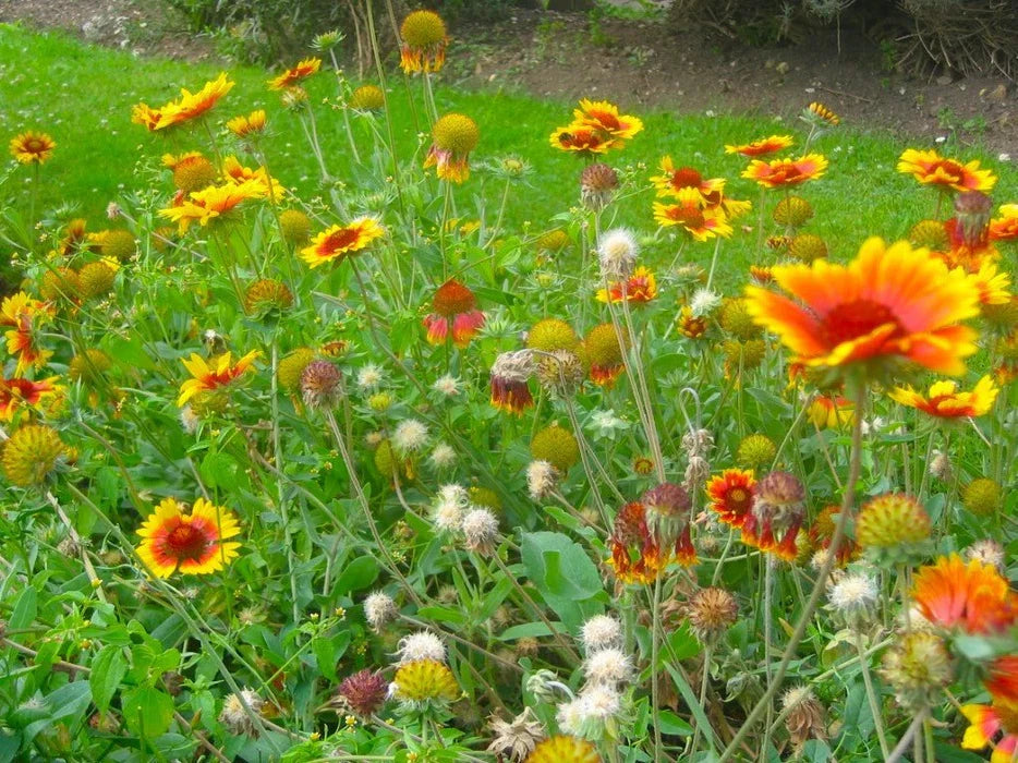 No Deer Here Wildflower Mix - Unsavory Species to Deer!