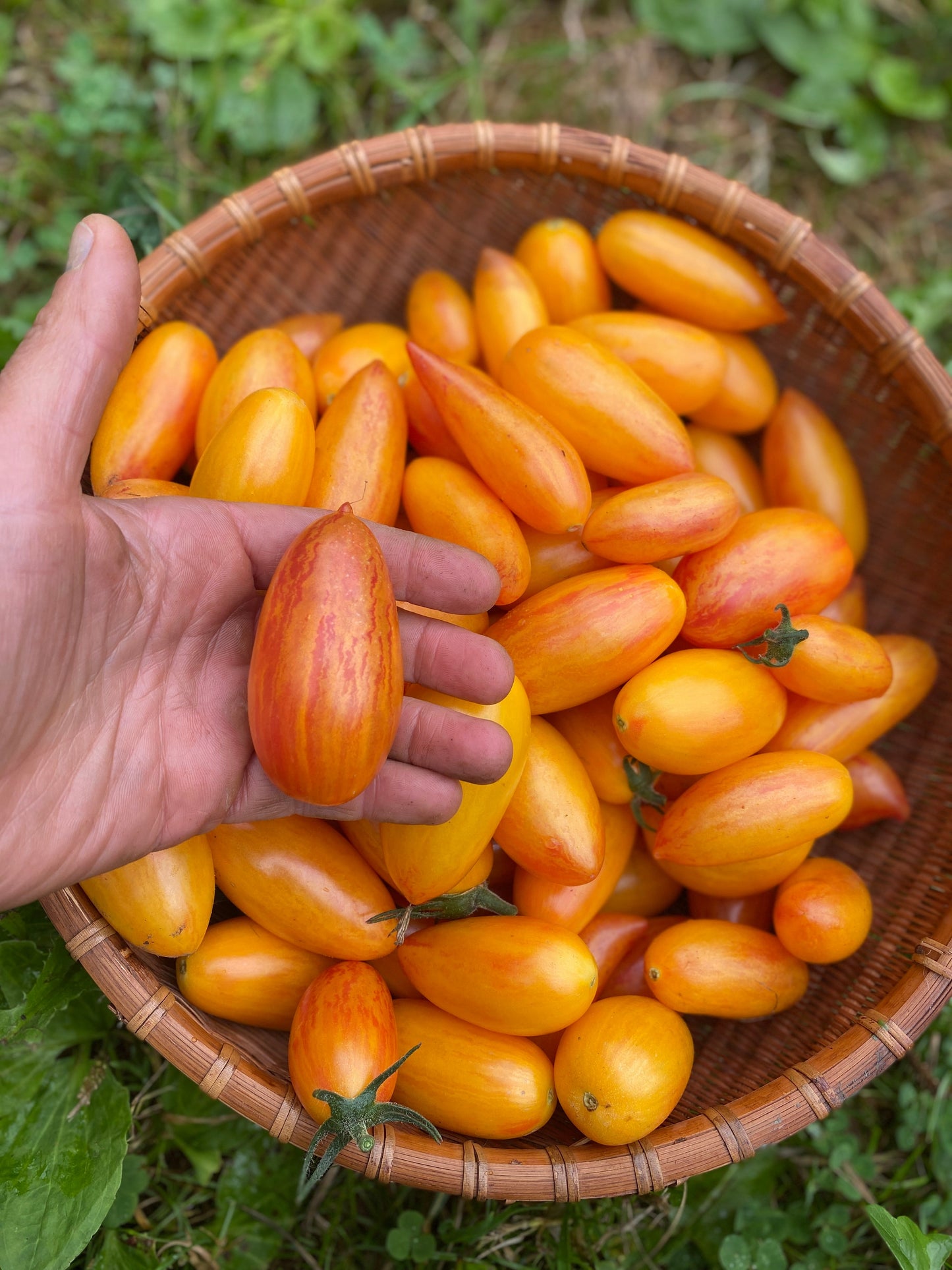 Blush Cherry Tomato