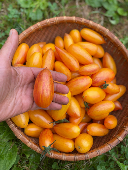 Blush Cherry Tomato
