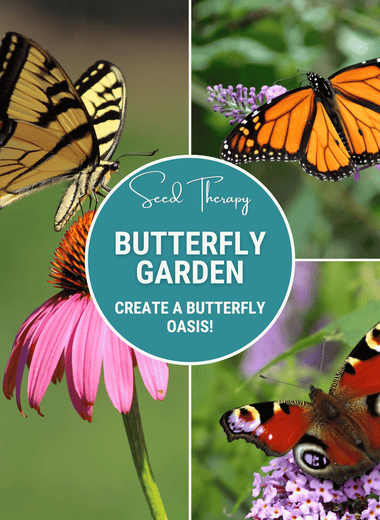 Butterfly Garden Seed Collection – 10 Varieties