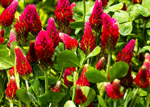 Urban feed & Garden Crimson Clover