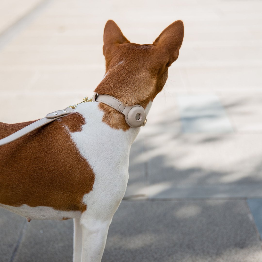 Collar - Air Tag Enabled - Vegan Leather - Cupertino