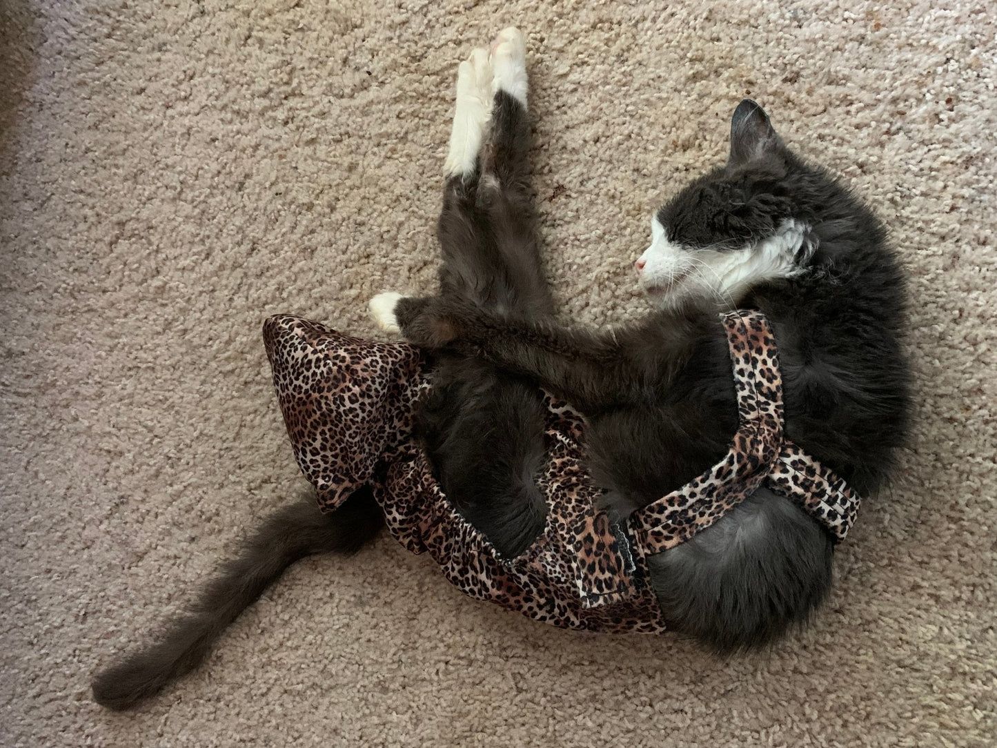 Diapurr Cat Diaper