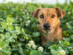 Urban feed & Garden Dutch White Clover