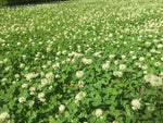 Urban feed & Garden Dutch White Clover