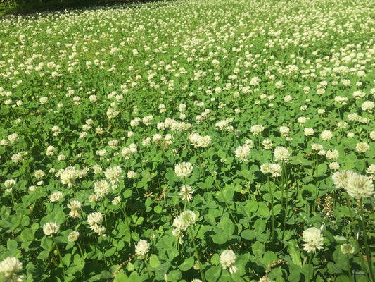 Urban feed & Garden Dutch White Clover