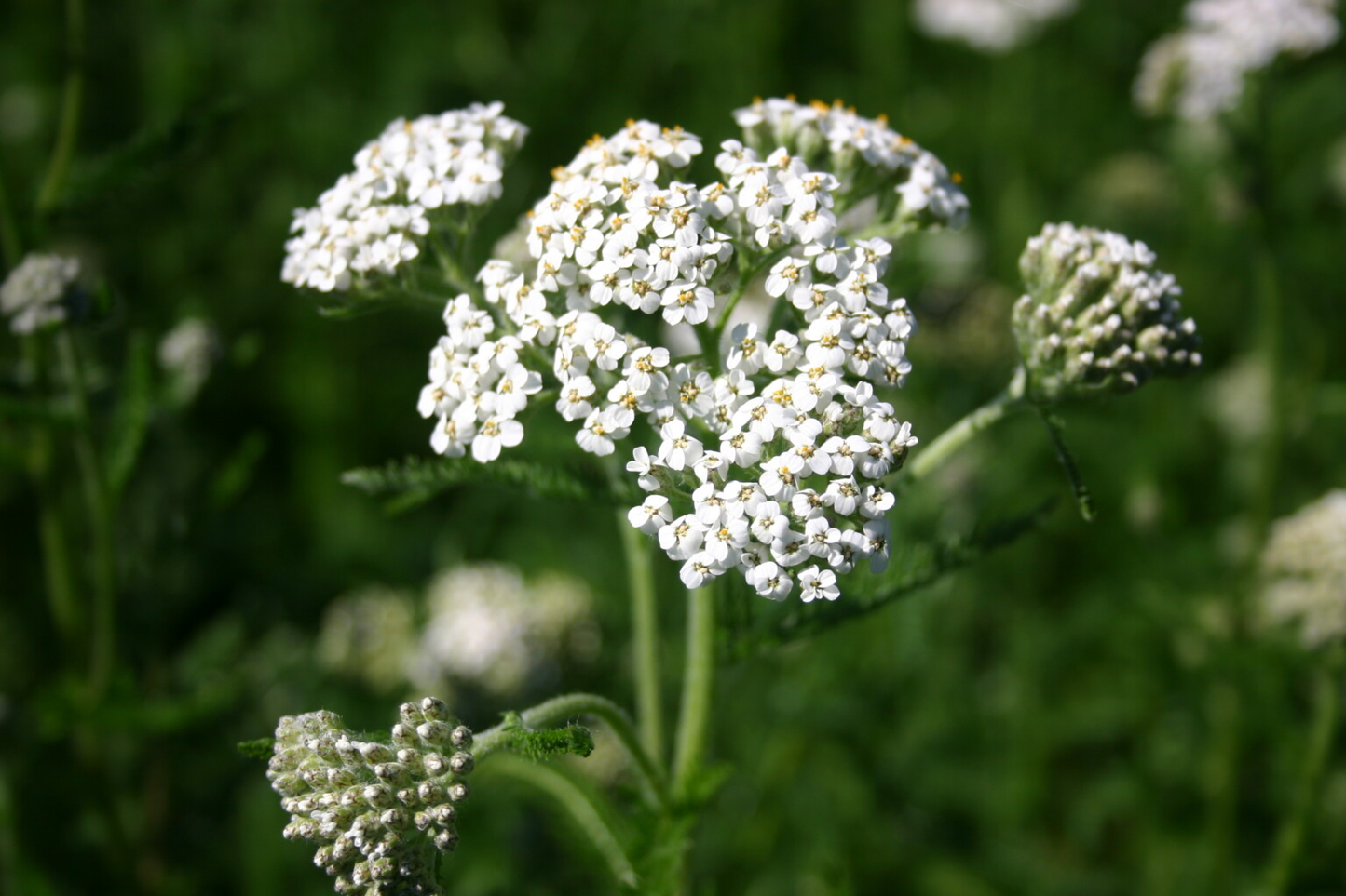 Eco-Lawn Meadow Mix Seed– Low-Mow Flowering Lawn