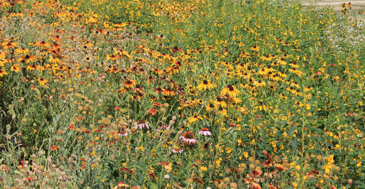 Western Wonders Native Wildflower Mix