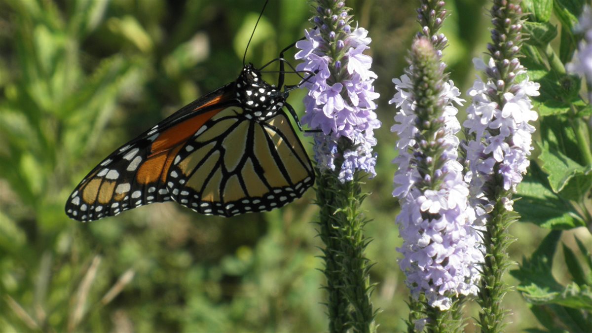 GoodBug™ Wildflower Seed Mix A Natural Way to Fight Garden Pests—Without Chemicals