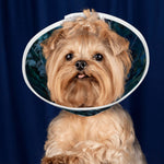 Sebastian & Clementine After-Glow Pet Elizabethan Collar