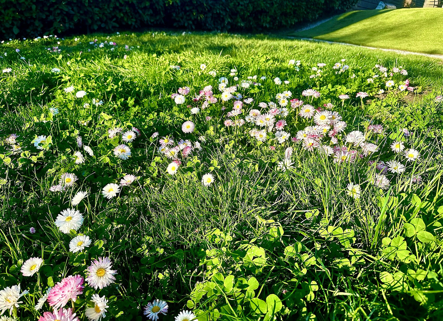 Eco-Lawn Meadow Mix Seed– Low-Mow Flowering Lawn