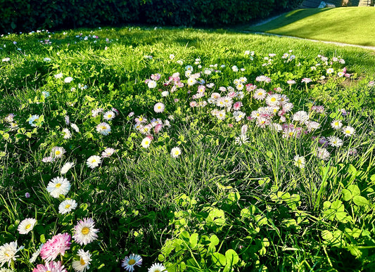 Eco-Lawn Meadow Mix Seed– Low-Mow Flowering Lawn