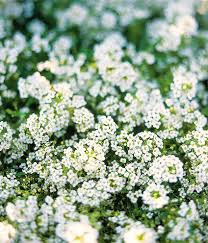Eco-Lawn Meadow Mix Seed– Low-Mow Flowering Lawn