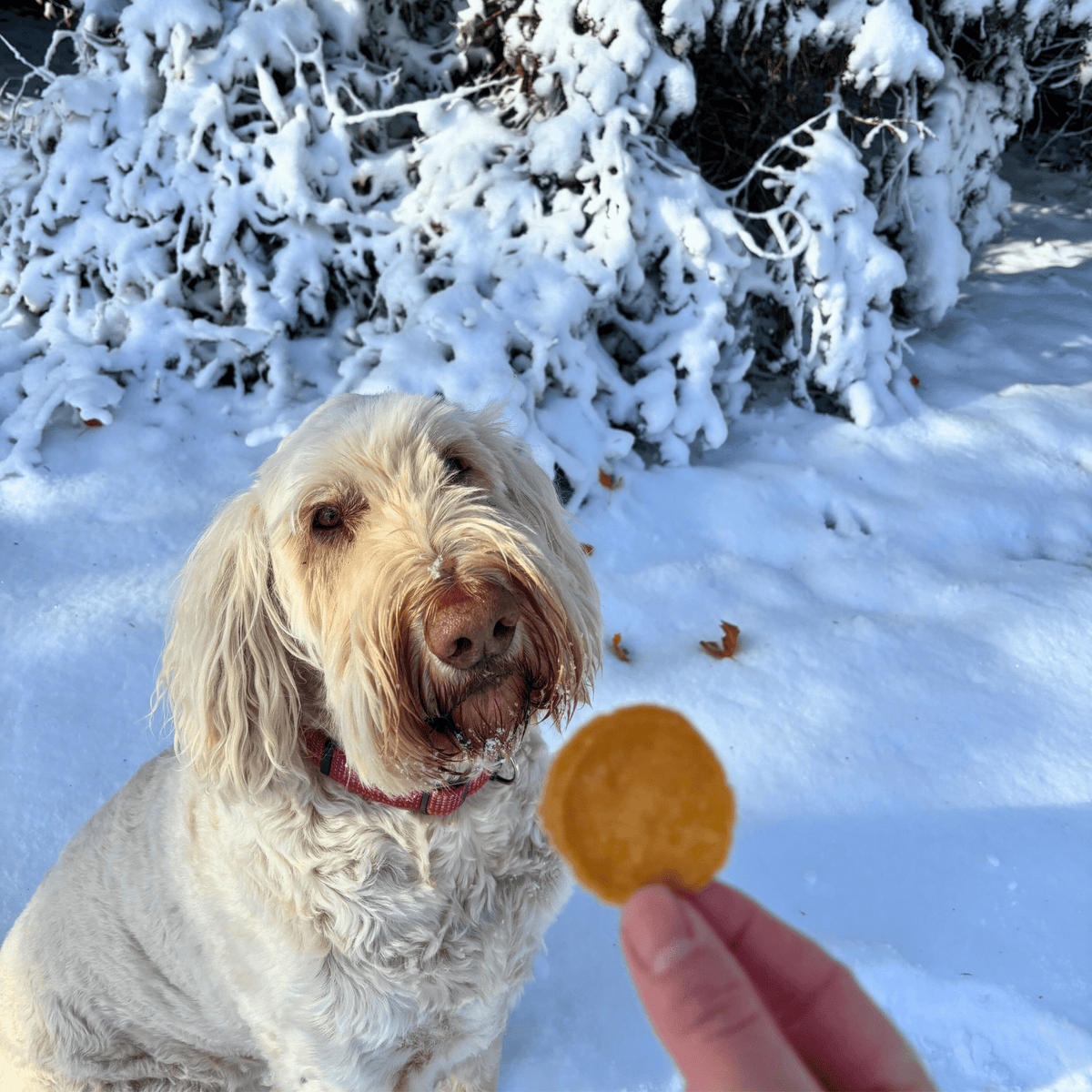Holiday Chips Chicken & Turkey | Christmas Dog Treats 12oz