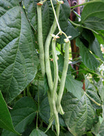 Fortex Pole Bean