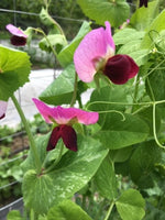 Green Beauty Snow Pea