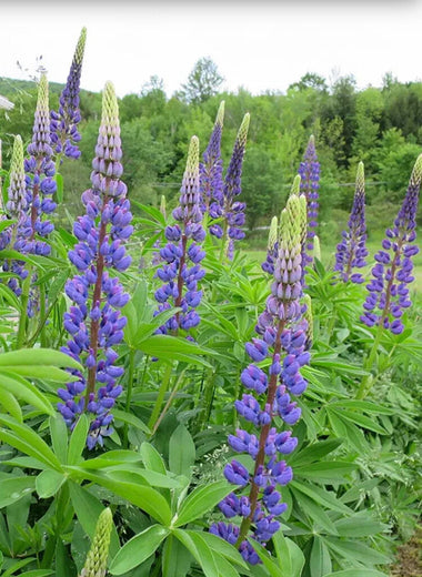 Lupine Seeds-Pollinator Plant+Nitrogen Fixer
