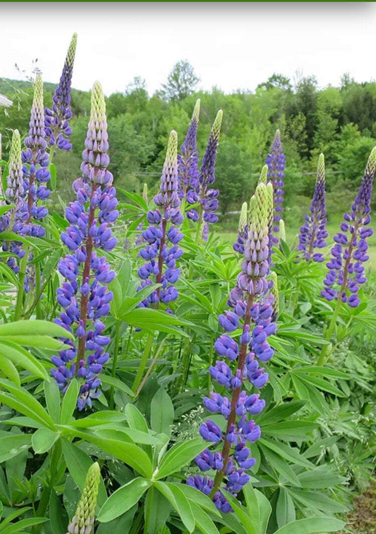 Lupine Seeds-Pollinator Plant+Nitrogen Fixer