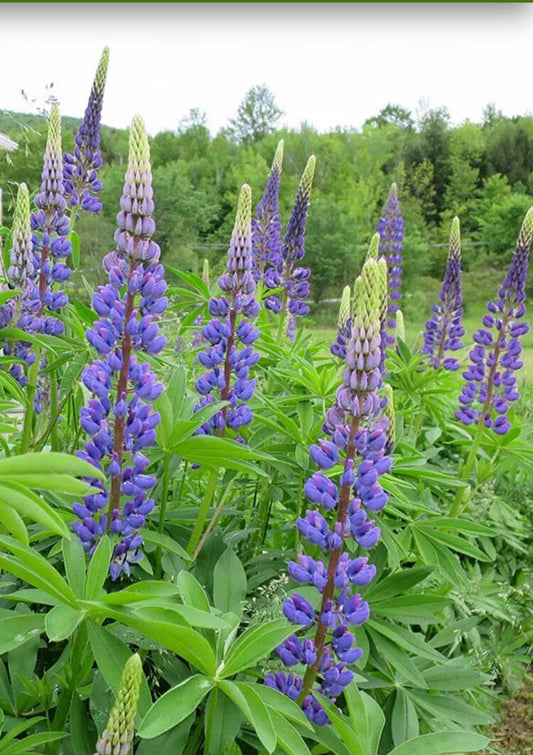 Lupine Seeds-Pollinator Plant+Nitrogen Fixer
